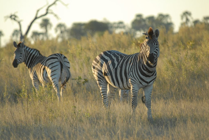 zebre allokawango