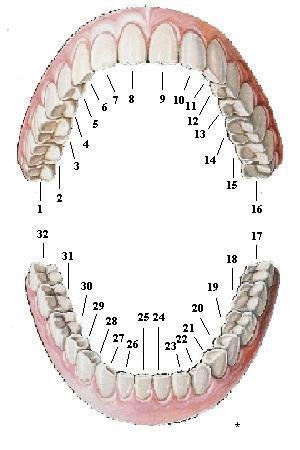 [teeth.bmp]
