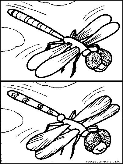 [insecto-dif.gif[2].jpg]