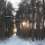 Winter in the Arb, January 2010