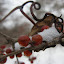 Carleton Arb winter 2009