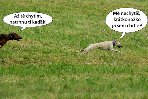 Obrázek