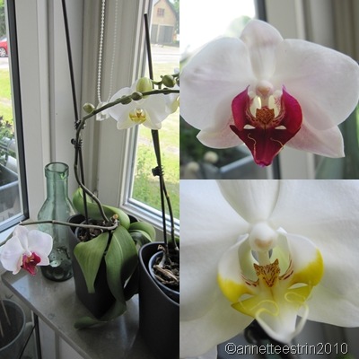 [blomsrende orkidéer[3].jpg]