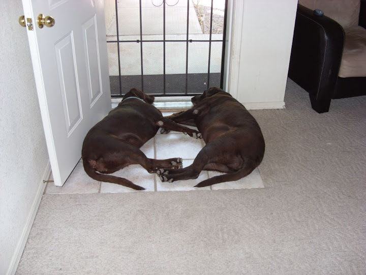 Sleeping%20pups.JPG