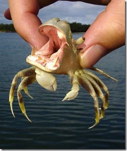 02_unbelieveableanimals_55763