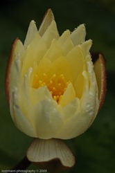 LT3_09800 LT3_09800