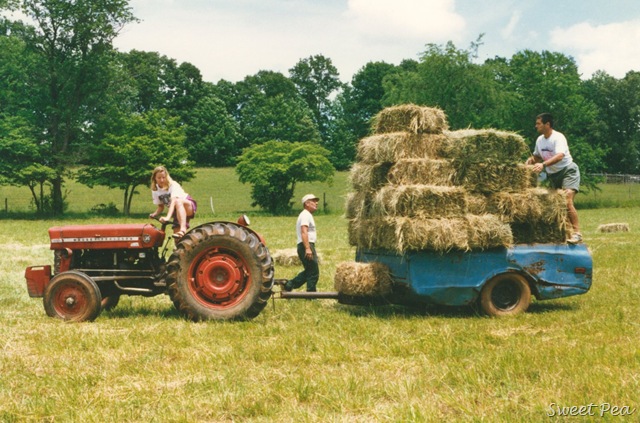 [Making Hay1[2].jpg]