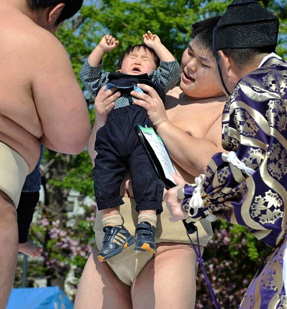 naki-sumo (1) naki-sumo (1)