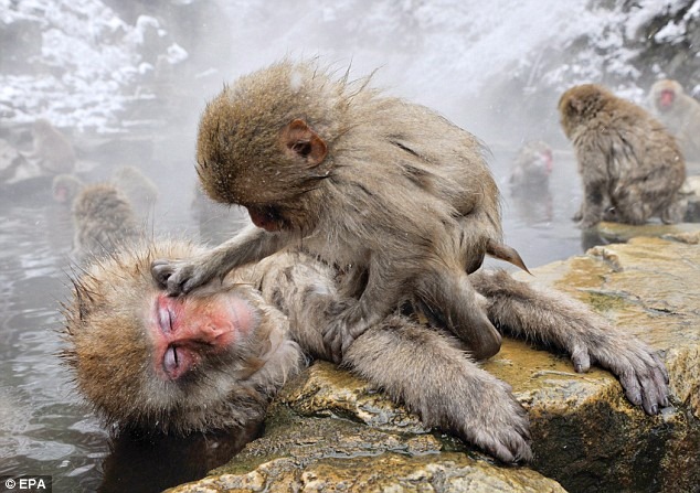 snow-monkeys (6) snow-monkeys (6)
