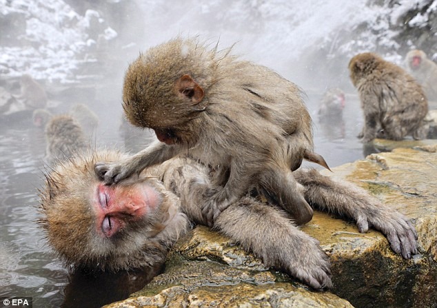 snow-monkeys (6)