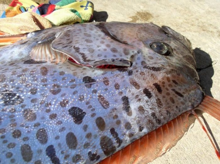 oarfish (8) oarfish (8)