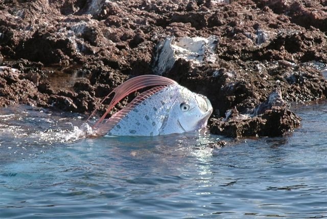 oarfish (13) oarfish (13)