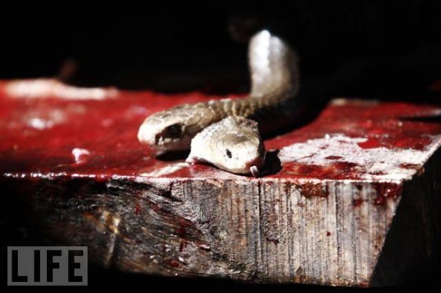 snake-burger (8) snake-burger (8)