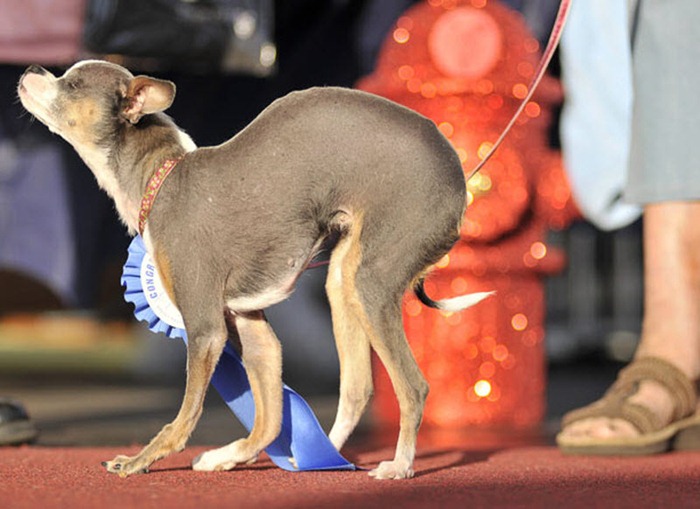 ugliest-dog (3) ugliest-dog (3)