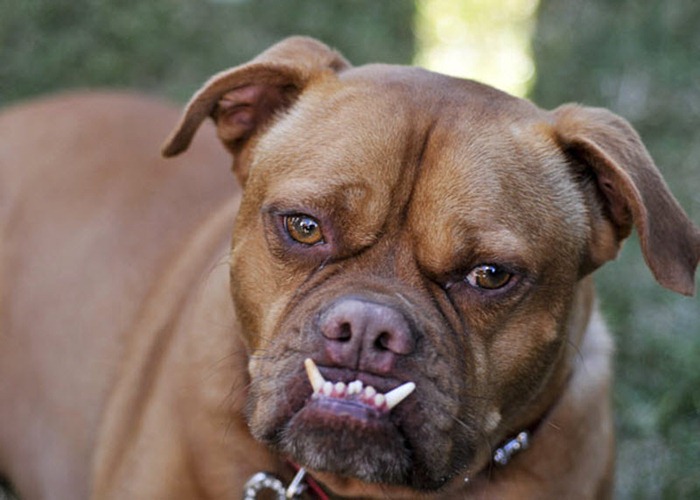 ugliest-dog (4) ugliest-dog (4)