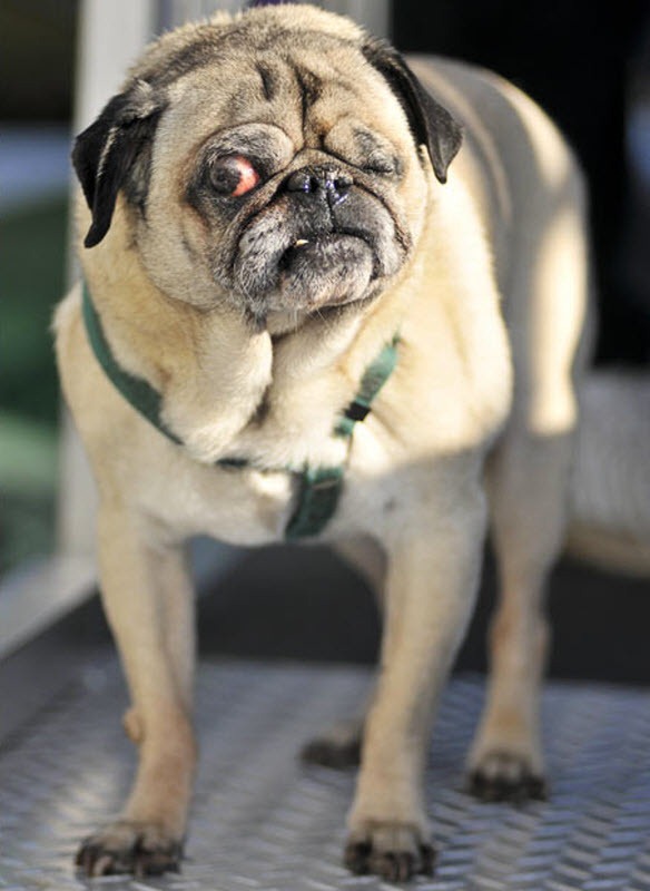 ugliest-dog (6) ugliest-dog (6)