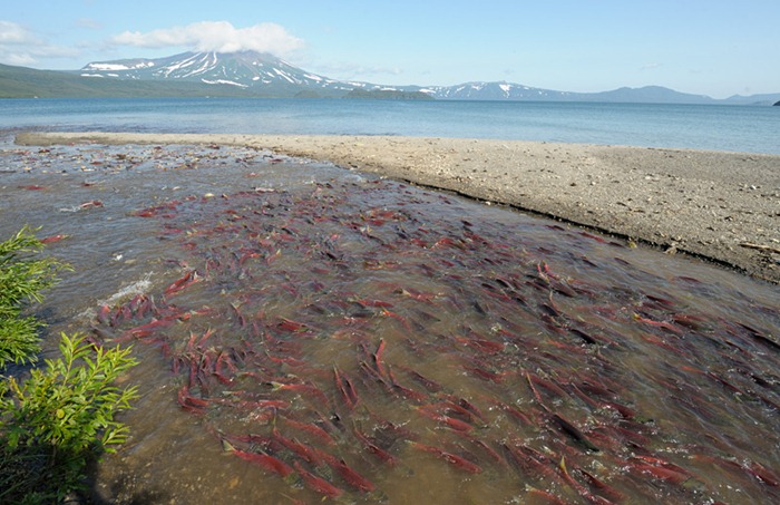 Sockeye enters the Severnaya River on Kuril Lake to spawn/n
South Kamchatka Sanctuary<><>South Kamchatka Sanctuary; Kuril Lake; Kamchatka; sockeye; salmon; spawn