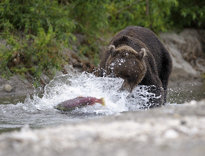 Two bear families meet on the shores of Kuril Lake/n South Kamchatka Sanctuary<><>South Kamchatka Sanctuary; Kamchatka; bear; salmon; Kuril Lake