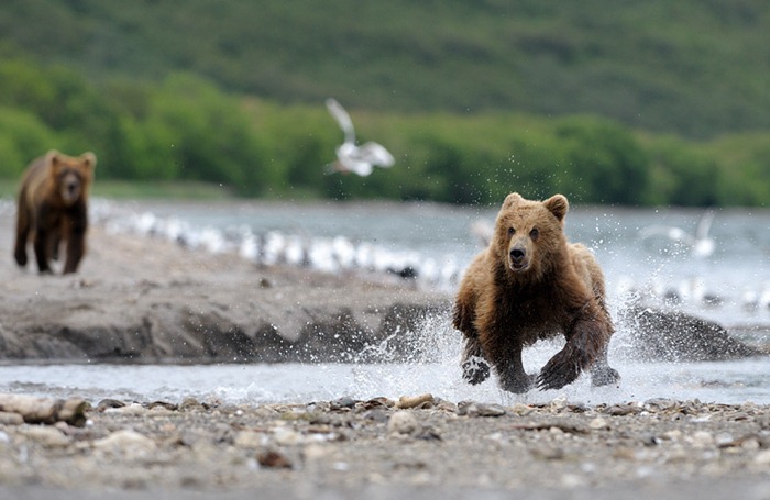 salmon-bear (6) salmon-bear (6)