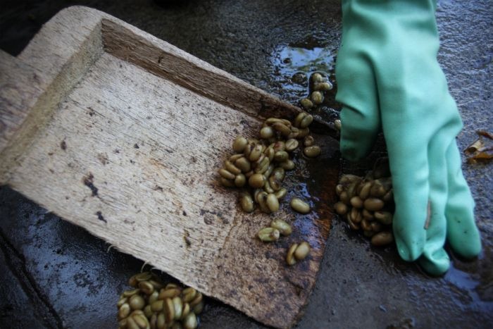 worlds_most_expensive_coffee_06 worlds_most_expensive_coffee_06