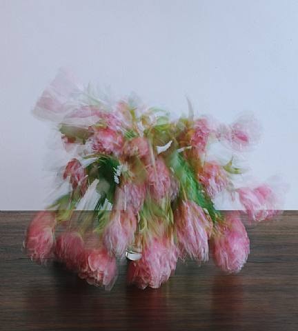 Michael Wesely-flowers Michael Wesely-flowers