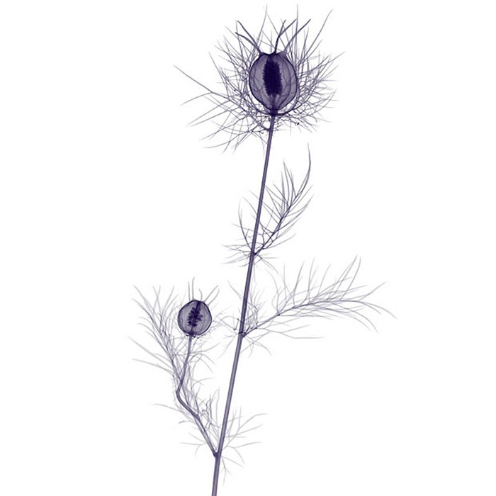 X Ray Flowers...***EXCLUSIVE***
UNSPECIFED - UNDATED: Love in the mist, coloured X-ray.
These mesmerising shots are the fruit of years of careful experimentation by artist Hugh Turvey, using x-rays to really get under the surface of things. The technique, which came about thanks to a chance commission from a musician friend who wanted an x-ray image, has been 14 years in the making and has now been so well honed by Hugh that his work is becoming highly sought after. The flowers are the latest in a long line of subjects, including motorbikes, suitcases and stiletto-clad feet.
PHOTOGRAPH BY SPL / BARCROFT MEDIA LTD
UK Office, London.
T +44 845 370 2233
W www.barcroftmedia.com
USA Office, New York City.
T +1 212 564 8159
W www.barcroftusa.com
Indian Office, Delhi.
T +91 114 653 2118
W www.barcroftindia.com
Australasian & Pacific Rim Office, Melbourne.
E info@barcroftpacific.com
T +613 9510 3188 or +613 9510 0688
W www.barcroftpacific.com X Ray Flowers...***EXCLUSIVE***
UNSPECIFED - UNDATED: Love in the mist, coloured X-ray.
These mesmerising shots are the fruit of years of careful experimentation by artist Hugh Turvey, using x-rays to really get under the surface of things. The technique, which came about thanks to a chance commission from a musician friend who wanted an x-ray image, has been 14 years in the making and has now been so well honed by Hugh that his work is becoming highly sought after. The flowers are the latest in a long line of subjects, including motorbikes, suitcases and stiletto-clad feet.
PHOTOGRAPH BY SPL / BARCROFT MEDIA LTD
UK Office, London.
T +44 845 370 2233
W www.barcroftmedia.com
USA Office, New York City.
T +1 212 564 8159
W www.barcroftusa.com
Indian Office, Delhi.
T +91 114 653 2118
W www.barcroftindia.com
Australasian & Pacific Rim Office, Melbourne.
E info@barcroftpacific.com
T +613 9510 3188 or +613 9510 0688
W www.barcroftpacific.com