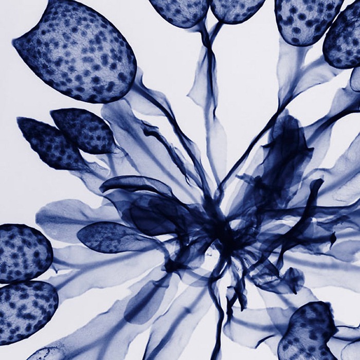 X Ray Flowers...***EXCLUSIVE***
UNSPECIFED - UNDATED: Seaweed, coloured X-ray.
These mesmerising shots are the fruit of years of careful experimentation by artist Hugh Turvey, using x-rays to really get under the surface of things. The technique, which came about thanks to a chance commission from a musician friend who wanted an x-ray image, has been 14 years in the making and has now been so well honed by Hugh that his work is becoming highly sought after. The flowers are the latest in a long line of subjects, including motorbikes, suitcases and stiletto-clad feet.
PHOTOGRAPH BY SPL / BARCROFT MEDIA LTD
UK Office, London.
T +44 845 370 2233
W www.barcroftmedia.com
USA Office, New York City.
T +1 212 564 8159
W www.barcroftusa.com
Indian Office, Delhi.
T +91 114 653 2118
W www.barcroftindia.com
Australasian & Pacific Rim Office, Melbourne.
E info@barcroftpacific.com
T +613 9510 3188 or +613 9510 0688
W www.barcroftpacific.com X Ray Flowers...***EXCLUSIVE***
UNSPECIFED - UNDATED: Seaweed, coloured X-ray.
These mesmerising shots are the fruit of years of careful experimentation by artist Hugh Turvey, using x-rays to really get under the surface of things. The technique, which came about thanks to a chance commission from a musician friend who wanted an x-ray image, has been 14 years in the making and has now been so well honed by Hugh that his work is becoming highly sought after. The flowers are the latest in a long line of subjects, including motorbikes, suitcases and stiletto-clad feet.
PHOTOGRAPH BY SPL / BARCROFT MEDIA LTD
UK Office, London.
T +44 845 370 2233
W www.barcroftmedia.com
USA Office, New York City.
T +1 212 564 8159
W www.barcroftusa.com
Indian Office, Delhi.
T +91 114 653 2118
W www.barcroftindia.com
Australasian & Pacific Rim Office, Melbourne.
E info@barcroftpacific.com
T +613 9510 3188 or +613 9510 0688
W www.barcroftpacific.com