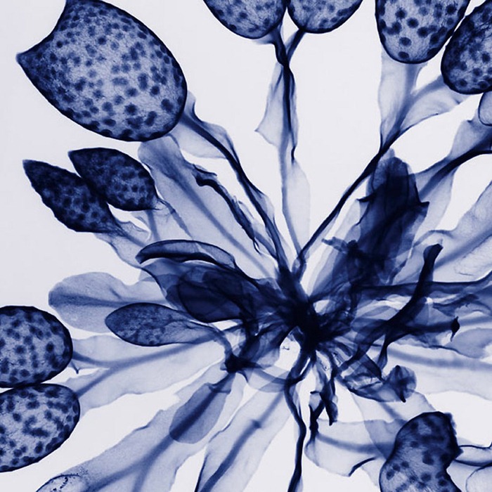 X Ray Flowers...***EXCLUSIVE***
UNSPECIFED - UNDATED: Seaweed, coloured X-ray.
These mesmerising shots are the fruit of years of careful experimentation by artist Hugh Turvey, using x-rays to really get under the surface of things. The technique, which came about thanks to a chance commission from a musician friend who wanted an x-ray image, has been 14 years in the making and has now been so well honed by Hugh that his work is becoming highly sought after. The flowers are the latest in a long line of subjects, including motorbikes, suitcases and stiletto-clad feet.
PHOTOGRAPH BY SPL / BARCROFT MEDIA LTD
UK Office, London.
T +44 845 370 2233
W www.barcroftmedia.com
USA Office, New York City.
T +1 212 564 8159
W www.barcroftusa.com
Indian Office, Delhi.
T +91 114 653 2118
W www.barcroftindia.com
Australasian & Pacific Rim Office, Melbourne.
E info@barcroftpacific.com
T +613 9510 3188 or +613 9510 0688
W www.barcroftpacific.com