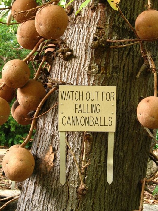 cannonball-tree (2) cannonball-tree (2)