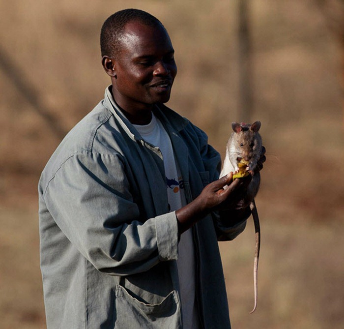 herorats (2) herorats (2)
