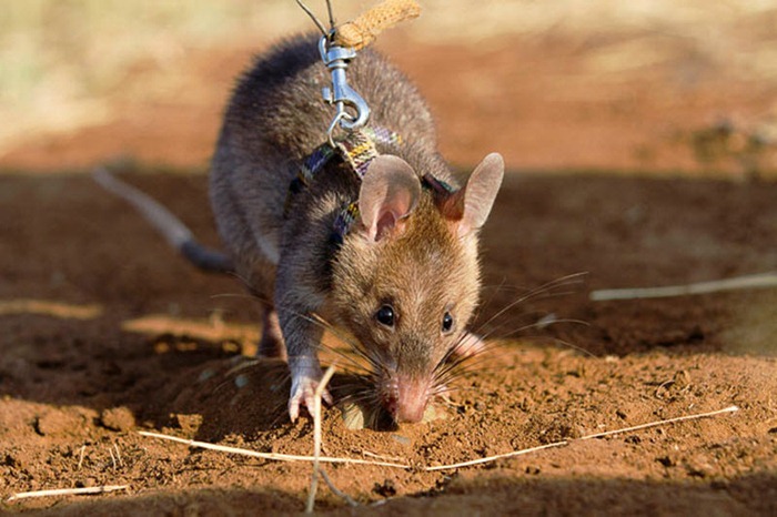 herorats (5) herorats (5)