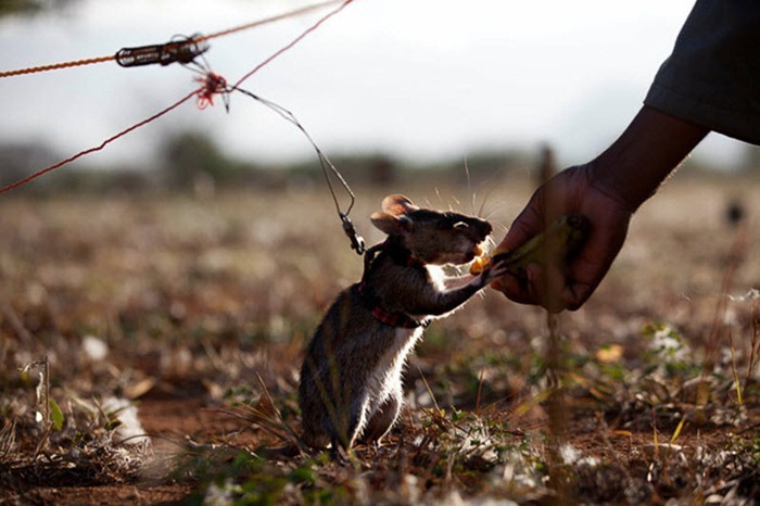 herorats (7) herorats (7)