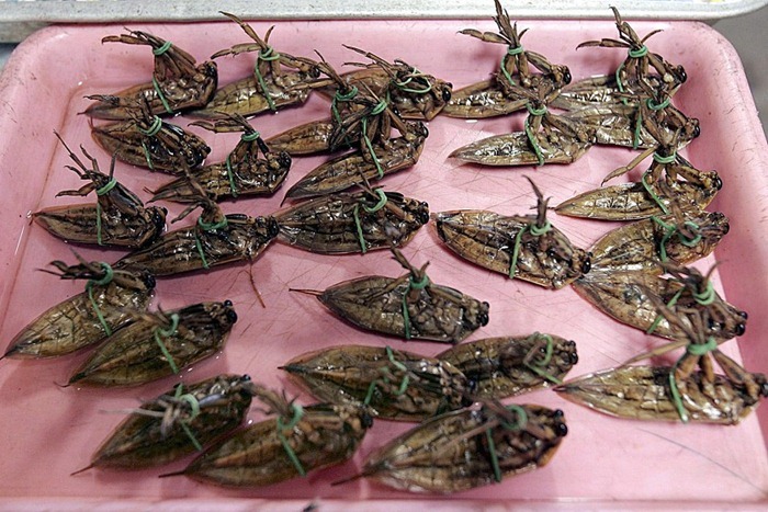 பூச்சிகளை சாப்பிடும் மனிதர்கள்... Food-as-insects%20%2811%29%5B2%5D