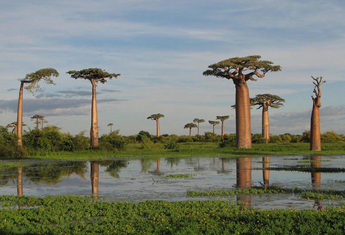 baobab (5) baobab (5)