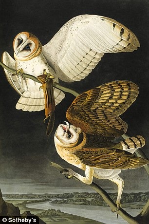 birds-of-america (6) birds-of-america (6)