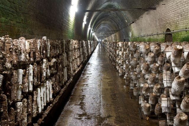 mushroom-tunnel7 mushroom-tunnel7