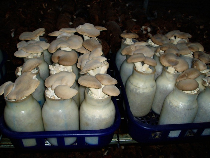 mushroom-tunnel3