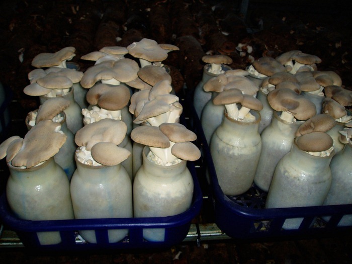 mushroom-tunnel3 mushroom-tunnel3
