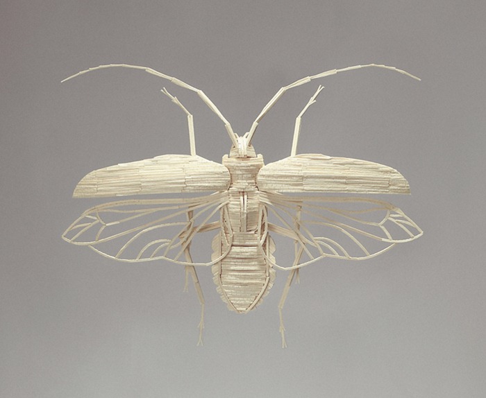 matchstick-insects7