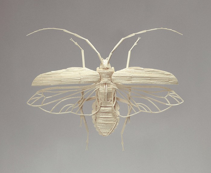matchstick-insects7 matchstick-insects7