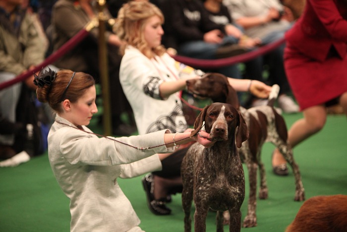 westminister-dog-show-2011001 westminister-dog-show-2011001