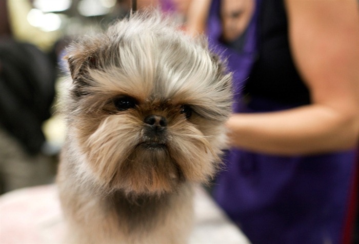 westminister-dog-show-2011-11 westminister-dog-show-2011-11