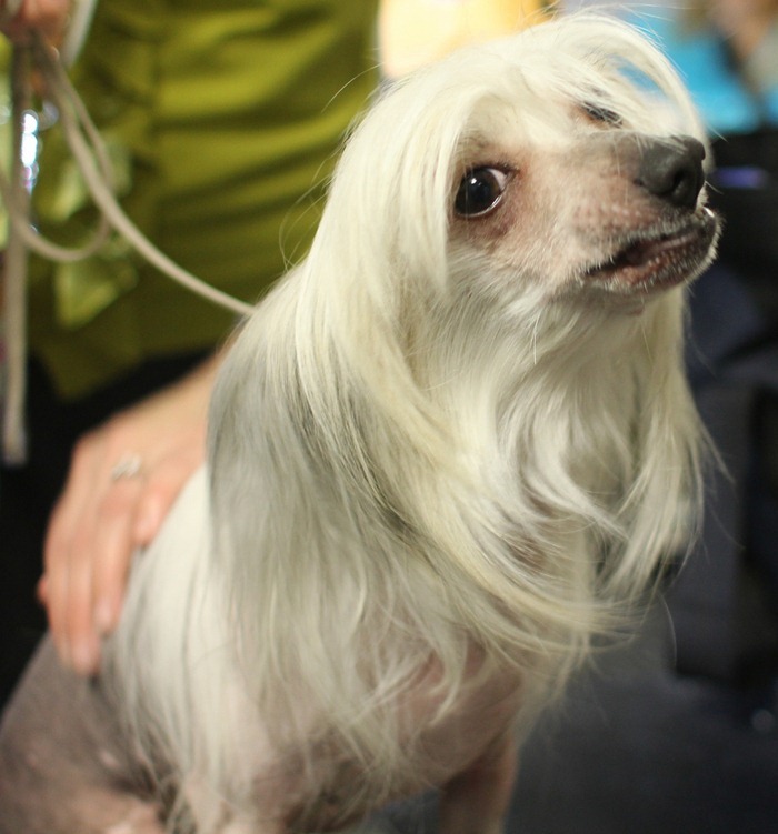 Chinese Crested Hairless- she reminds me of Janice from the muppets Chinese Crested Hairless- she reminds me of Janice from the muppets
