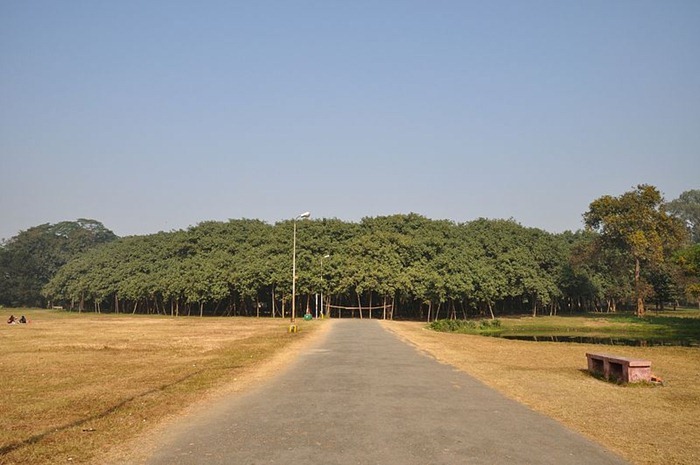 great-banyan-tree7