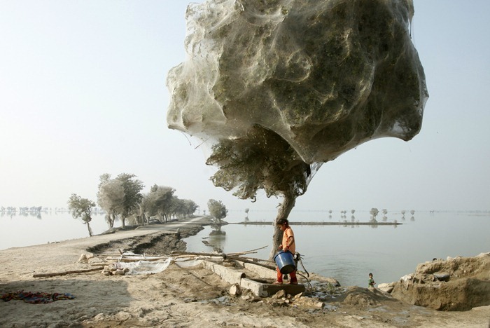 بالصور: أشجار العنكبوت في باكستان Tree-cocoons4%5B2%5D