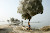 Trees Cocooned in Spider Webs After Pakistan Flood