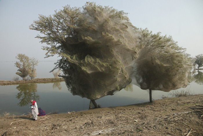 Trees cocooned in spiders webs, an unexpected side effect of the flooding in Sindh, Pakistan Trees cocooned in spiders webs, an unexpected side effect of the flooding in Sindh, Pakistan