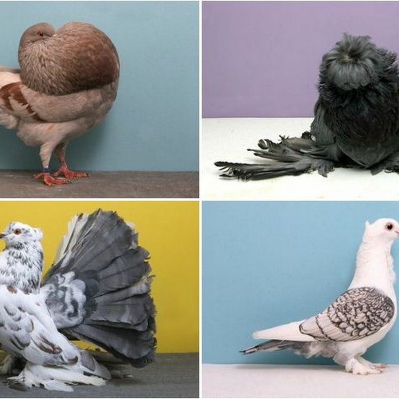 National Pigeon Association’s “Grand National” Pigeon Show Amusing