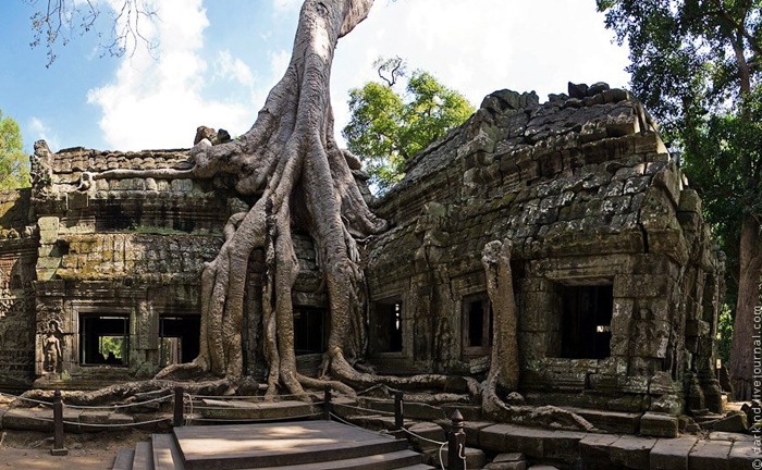 ta-prohm12