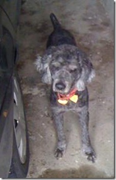 poodle_abandonado poodle_abandonado